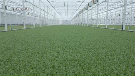 'World's largest lettuce greenhouse' opens in Temple, Texas